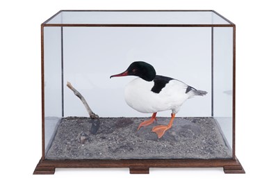 Lot 300 - A taxidermy study of Goosander