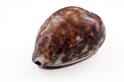 Lot 422 - A rare Scottish provincial silver mounted cowrie-shell snuff box