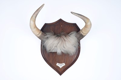 Lot 302 - Taxidermy: a pair of Chillingham Cattle horns