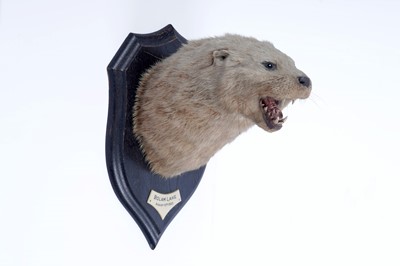 Lot 304 - Taxidermy: a Rowland Ward Bolam Lake Otter 1933