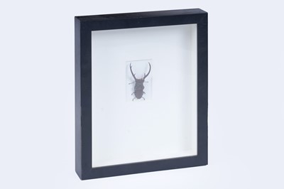 Lot 301 - Formandpheromone Christopher Marley: ‘Burnished Stag Beetle Cyclommatus elephas Sumatra’