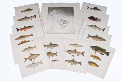 Lot 401 - A collection of twelve lithographs of fish; and another unframed etching