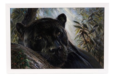 Lot 506 - Altus - Panther | oil