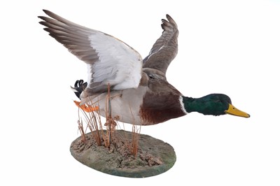 Lot 654 - Taxidermy: A 20th Century study of a Mallard