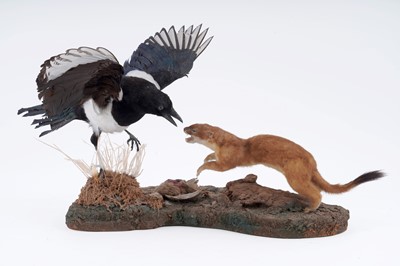 Lot 655 - Taxidermy: a study of a stoat and a magpie hunting scene