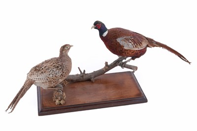 Lot 526 - Taxidermy: a 20th Century study of two pheasants