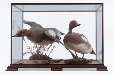 Lot 657 - Taxidermy: a cased study of two male wigeons