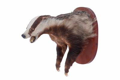 Lot 658 - Taxidermy: a 20th Century study of a badger