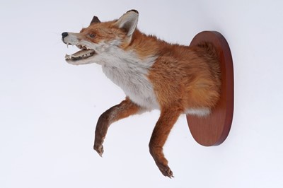 Lot 659 - Taxidermy: a 20th Century study of a fox