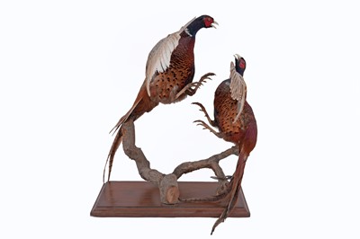 Lot 455 - Taxidermy: a 20th Century study of two male pheasants