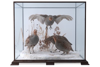 Lot 661 - Taxidermy: a cased 20th Century study of four partridges