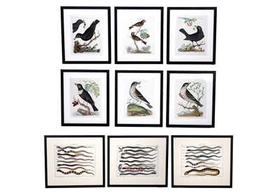 Lot 609 - A collection of nine ornithological and reptile prints