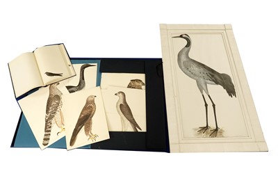 Lot 361 - Plates from Books of Birds, Olof Rudbeck