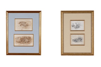 Lot 638 - Studies of partridges | watercolour and sketches