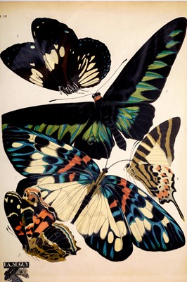 Lot 79 - After E.A. Seguy - Butterflies | lithographs