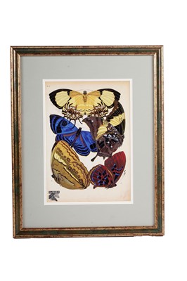 Lot 79 - After E.A. Seguy - Butterflies | lithographs