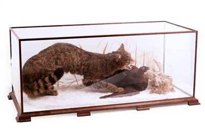 Lot 353 - A taxidermy Scottish Wild Cat (Felis Silvestris)