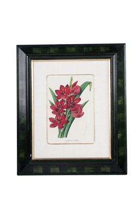 Lot 78 - Four modern lithographs from Flore des Serres et des Jardins de l’Europe'