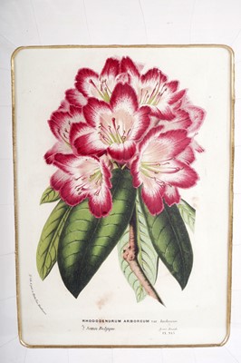 Lot 78 - Four modern lithographs from Flore des Serres et des Jardins de l’Europe'