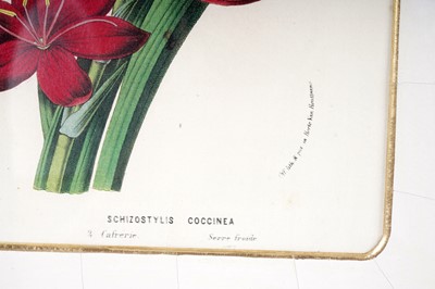 Lot 78 - Four modern lithographs from Flore des Serres et des Jardins de l’Europe'