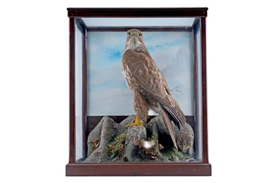 Lot 172 - A cased taxidermy common buzzard