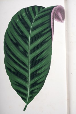 Lot 65 - Lowe (Edward Jonathan): Books on botany, 3 vols