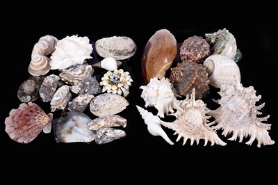 Lot 379 - A collection of shells