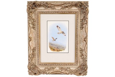 Lot Rodger McPhail - Short Eared Owls | watercolour