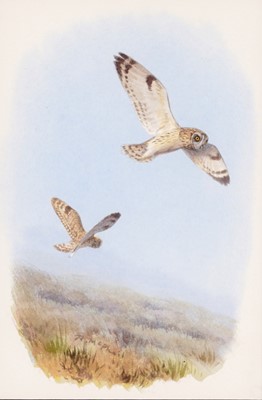 Lot 390 - Rodger McPhail - Short Eared Owls | watercolour