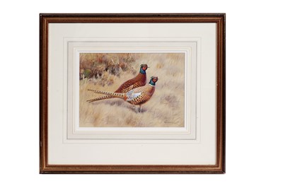 Lot 366 - Richard Robjent - Chinese and Old English Cock Pheasants | watercolour