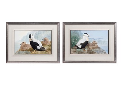 Lot 367 - Cyril David Johnston - Two studies of Common Eider Ducks | watercolours