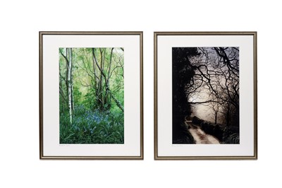 Lot 391 - Tina Holley - Bluebell Wood & Blaen Nantmor | watercolours
